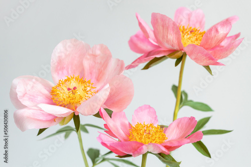 Three pink peony flowers on white background.