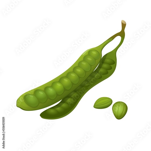 Parkia speciosa aka Petai or stink bean is vegetable for asian traditional food object set illustration vector photo