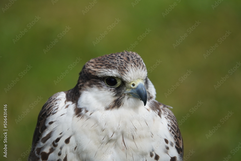 Obraz premium Saker falcon