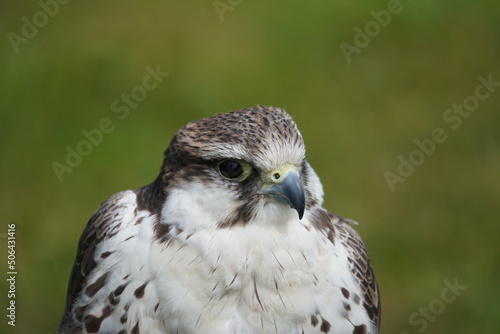 Saker falcon photo