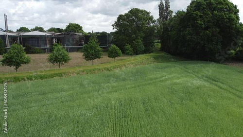 Weizenfeld im Wind 