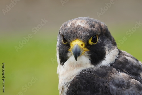 Peregrine falcon