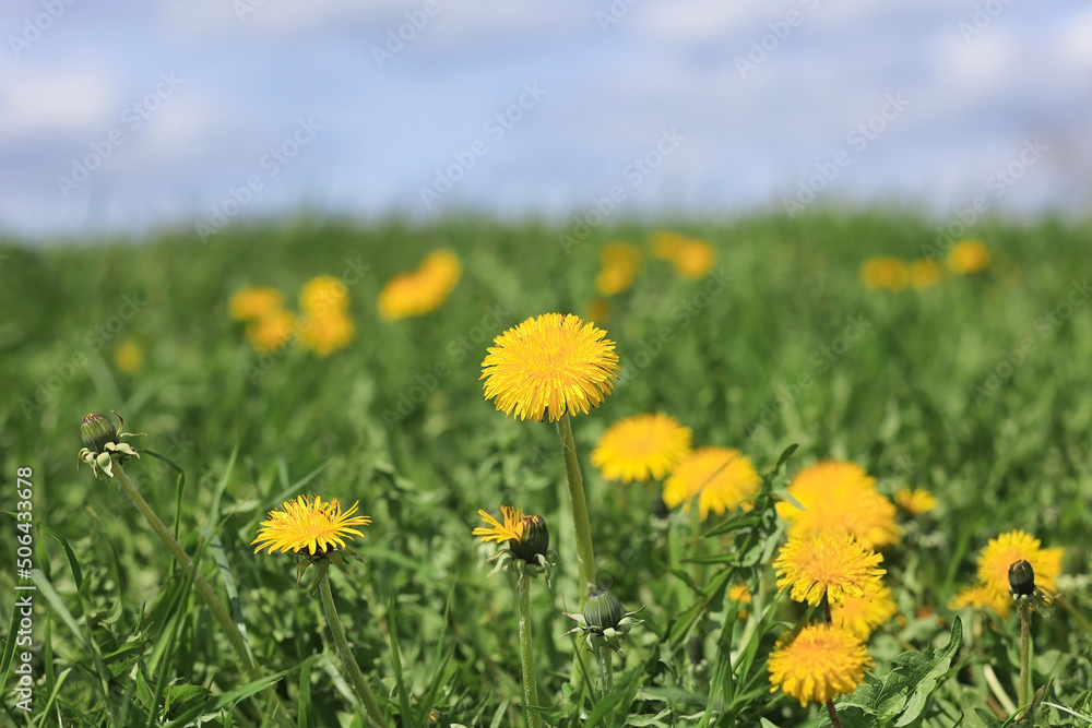 Flowers of mother and stepmother (dandelion) on the background of a green field on a sunny day. Selective focus.