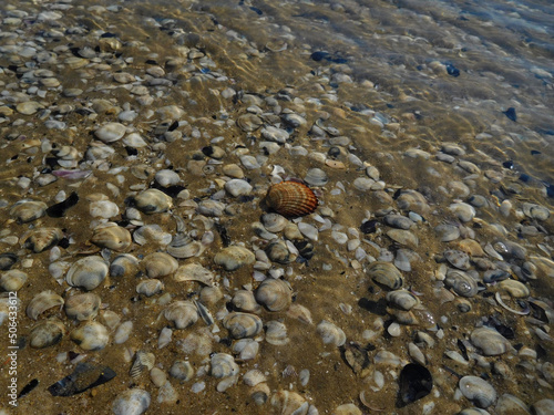 background of shells under water. Details of a summer that is about to arrive.