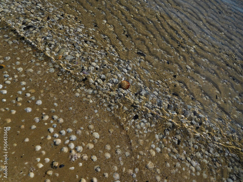 background of shells under water. Details of a summer that is about to arrive.