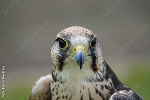 Lanner falcon photo