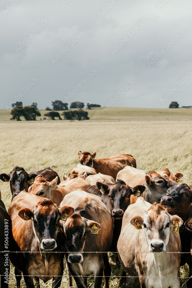 Herd of cows with number tags on their ears Stock Photo | Adobe Stock