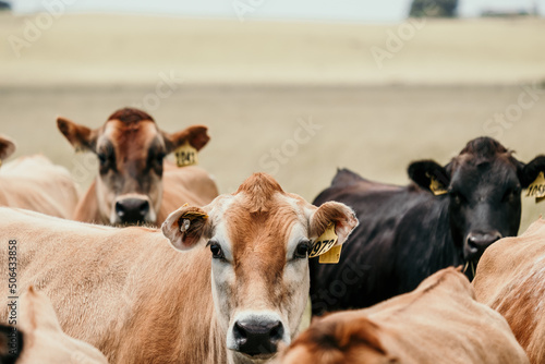 Herd of cows with number tags on their ears photo