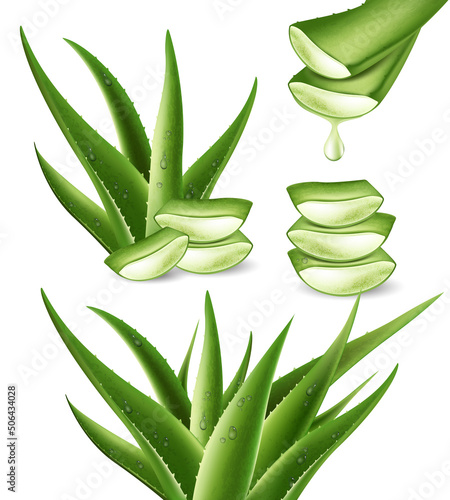 Realistic aloe vera medicinal plant and its sections with fresh drops of water in 3D. Isolated vector illustration