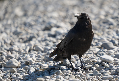 raven on the ground