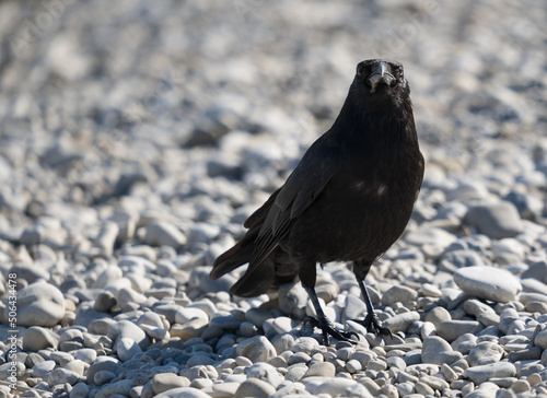 raven on the beach