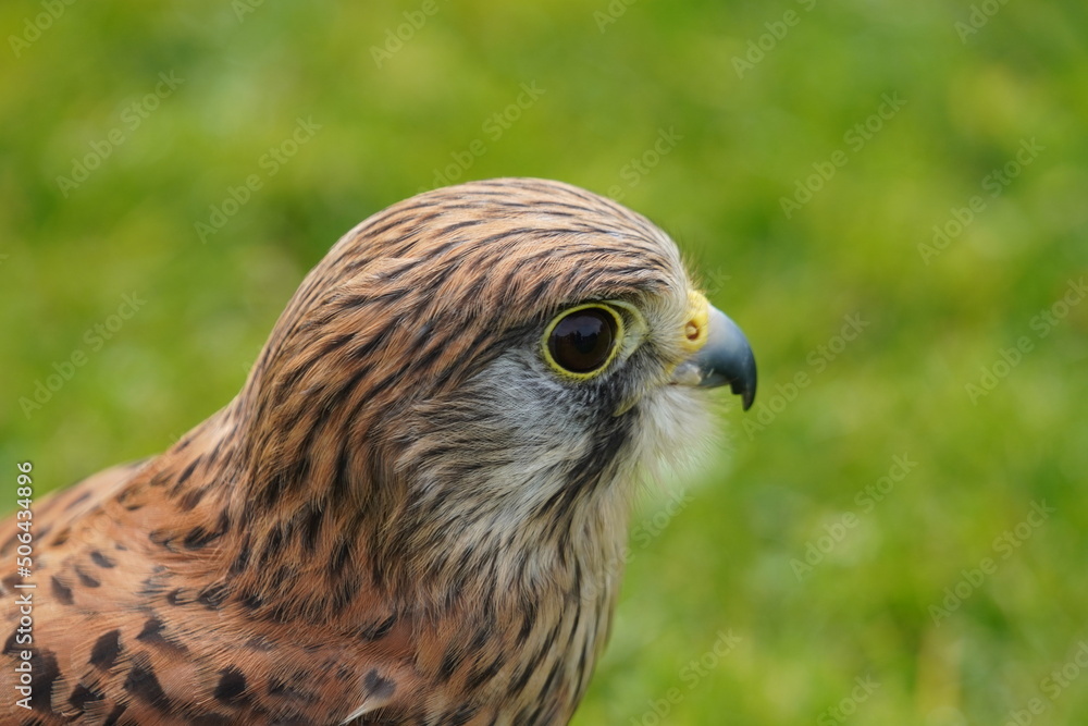 American kestrel American kestrel