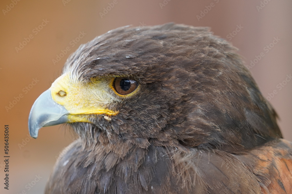 Harris's hawk Harris's hawk