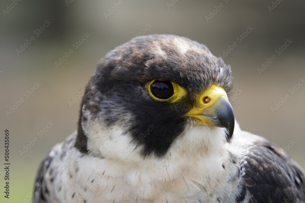 Fototapeta premium Peregrine falcon