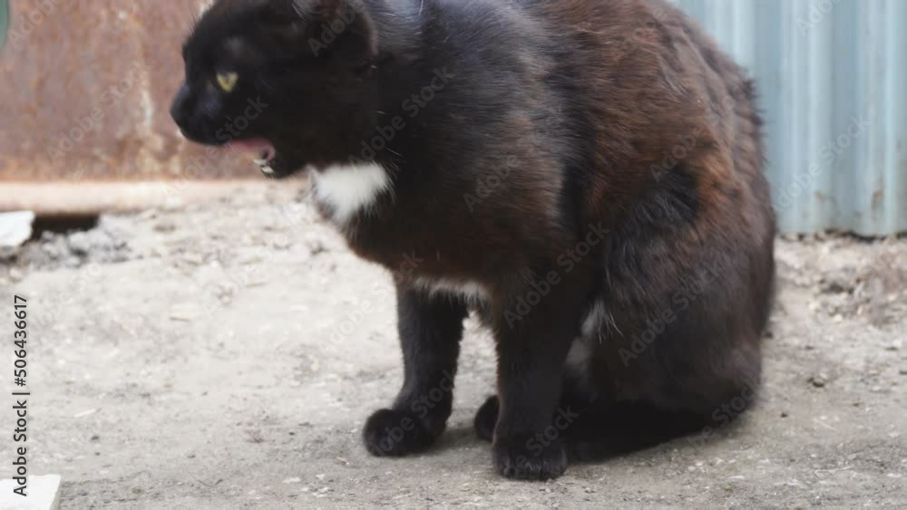 Homeless black cat itches and licks his lips Homeless black cat itches and licks his lips