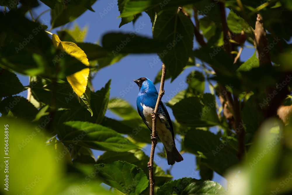 Fototapeta premium Um pássaro de cor azul empoleirado em um galho de uma árvore frondosa. (Tersina viridis). Sai-andorinha macho.