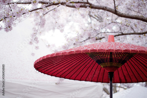 Red Japanese umbrella under the blooming cherry trees