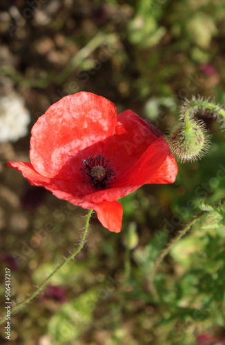 Open poppy in a grade field. Sunny spring day.