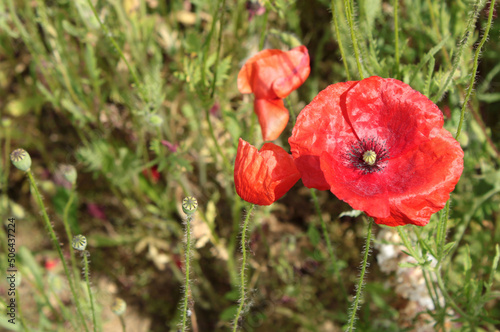 Open poppy in a grade field. Sunny spring day.