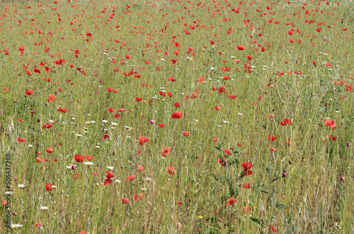Poppies in a wheat field on a sunny spring day.