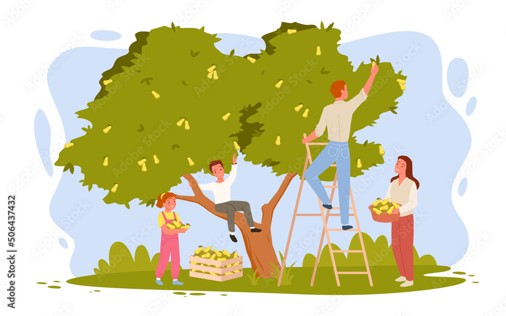 Happy family of farmers picking pears in orchard together. Cartoon young woman holding fruit basket, man standing on ladder, boy and girl help parents flat vector illustration. Harvest concept Happy family of farmers picking pears in orchard together. Cartoon young woman holding fruit basket, man standing on ladder, boy and girl help parents flat vector illustration. Harvest concept