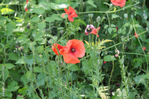 Open poppy in a grade field. Sunny spring day.