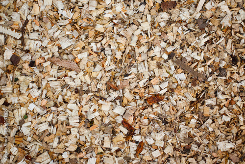 Close-up of a layer of sawdust from freshly sawn trees. Wood sawing waste used for heating.