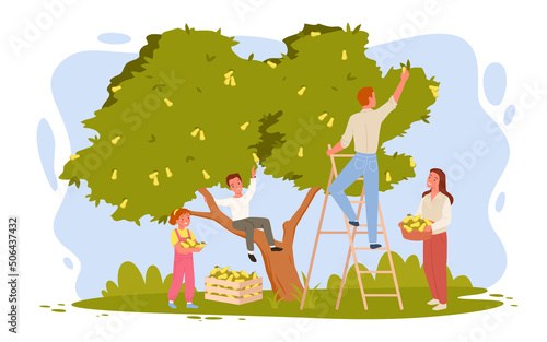 Happy family of farmers picking pears in orchard together. Cartoon young woman holding fruit basket, man standing on ladder, boy and girl help parents flat vector illustration. Harvest concept