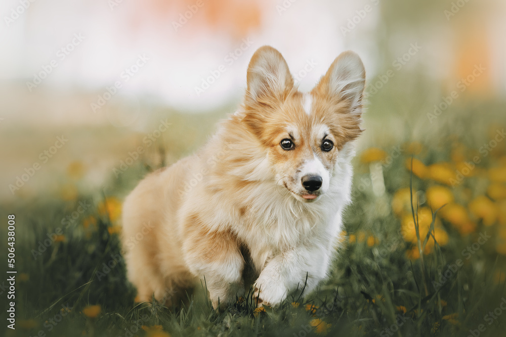 cute corgi puppy in sunny nature