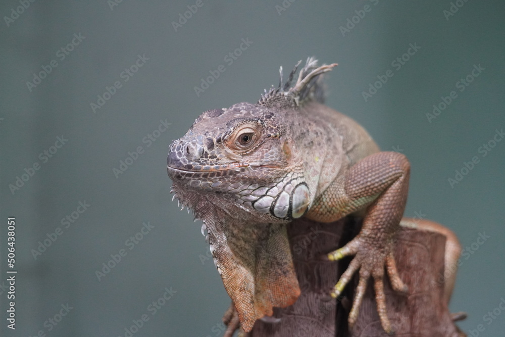 Fototapeta premium Green iguana