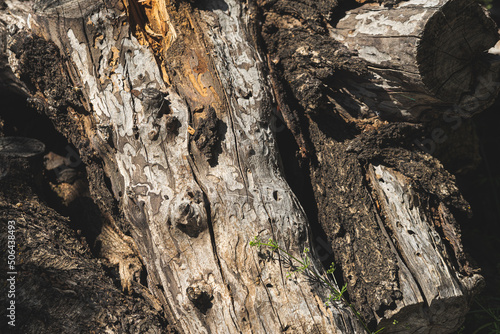 Texture detail of old and dry trunks of almond wood