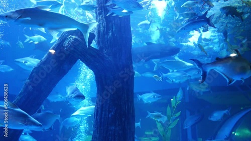 Blue underwater world inside a large aquarium for many species of freshwater fish in Bueng Chawak Chalermphrakiat Aquarium, Suphanburi, Thailand. photo