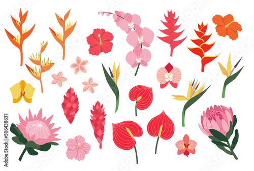 Vector illustrations set of bright tropical flowers. Exotic flowers collection. Botanical summer decor