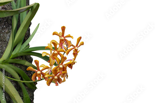 Fresh Orange Mokara orchid flower bloom on commensalism  big tree in the garden isolated on white background included clipping path. photo