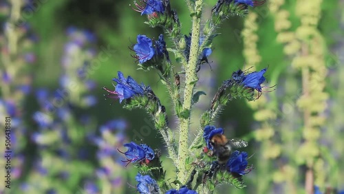 Blue flowers Blueweed or viper's bugloss and bumblebee collecting nectar closeup. Blooming violet Echium vulgare plant and nectaring humblebee close up, soft selective focus