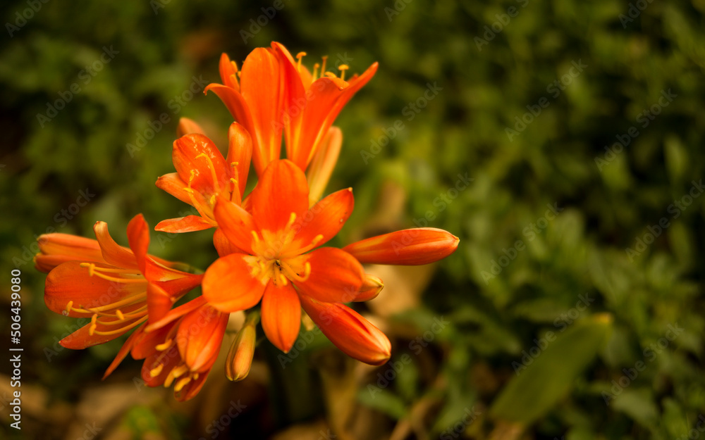 Orange Clivia Orange Clivia