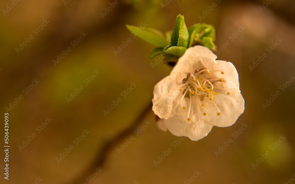 Obraz premium Soft pink peach blossom