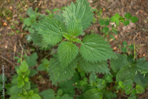 Urtica dioica or stinging nettle, in the garden. Stinging nettle, a medicinal plant that is used as a bleeding, diuretic, antipyretic, wound healing, antirheumatic agent.