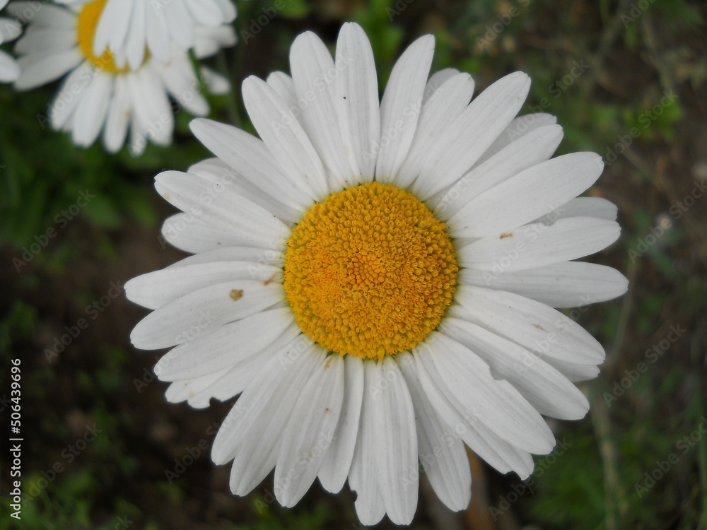 Fototapeta premium White flower with a yellow center.