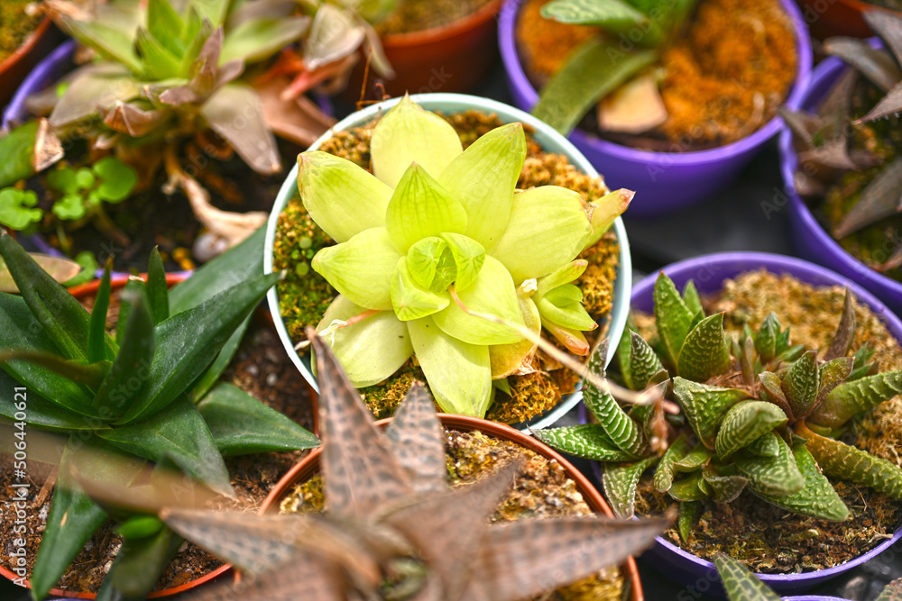Amazing cactus varieties. Trendy cactus plants Amazing cactus varieties. Trendy cactus plants