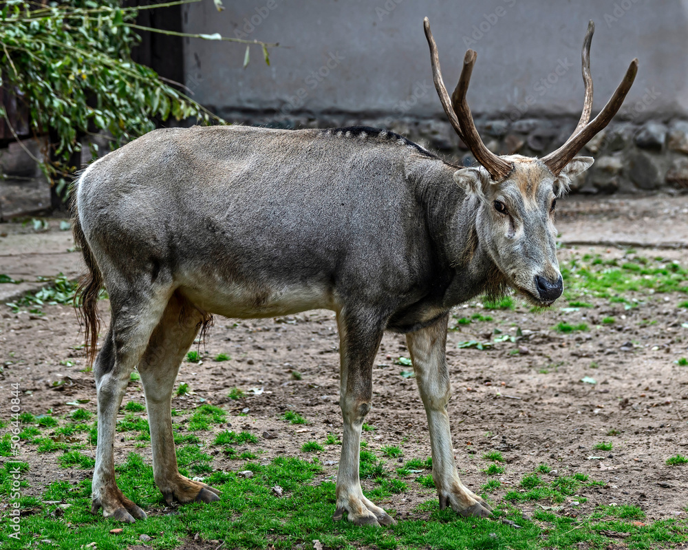 Pere David`s deer male. Latin name - Elaphurus davidianus. These animals are exterminated in the wildlife, live only in zoos Pere David`s deer male. Latin name - Elaphurus davidianus. These animals are exterminated in the wildlife, live only in zoos