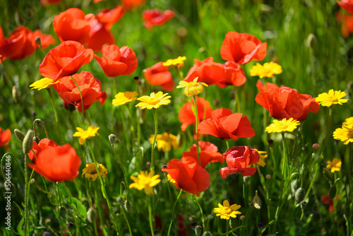 Red poppy flower field and detail in Italy.