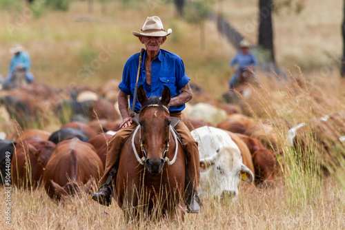A 90 year old stockman on his horse leads a mob of cattle during mustering. photo