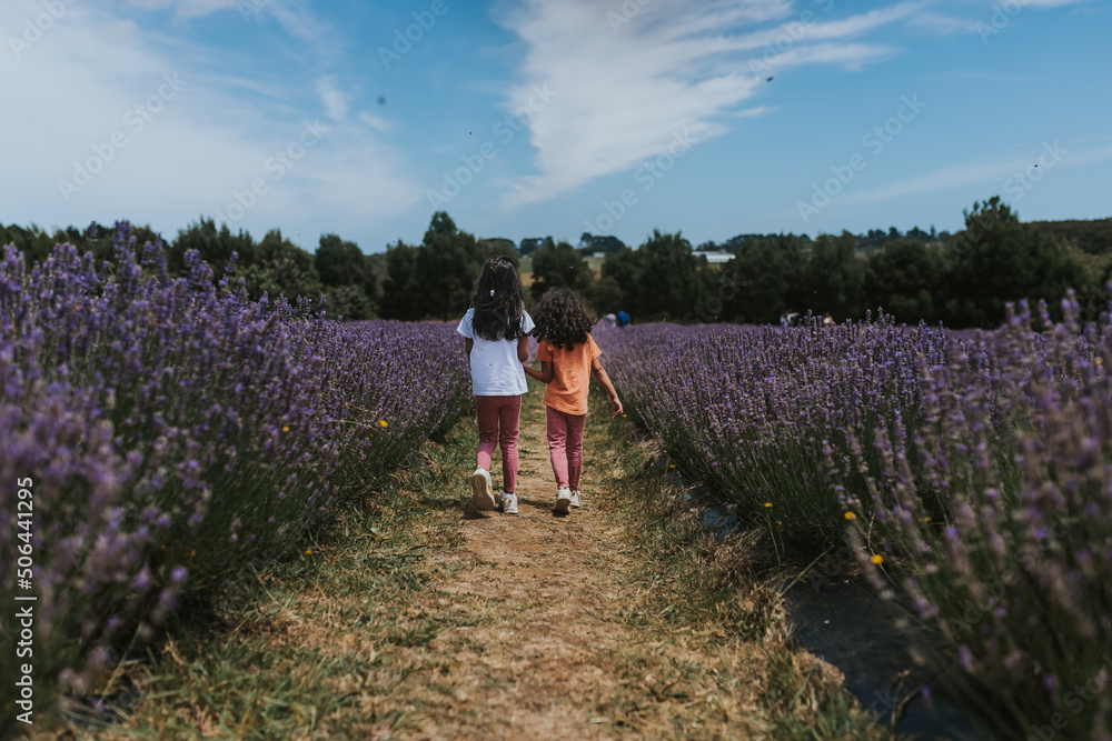 Two little girls walking in lavender farm Two little girls walking in lavender farm