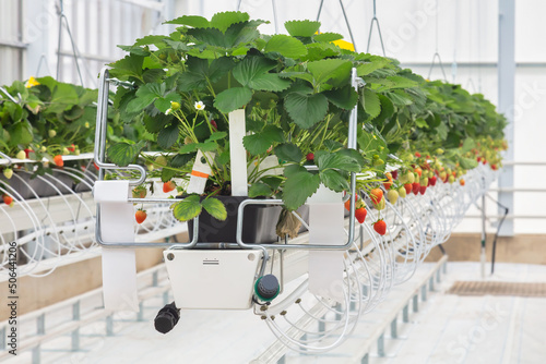 Hydroponic industrial growth of strawberry plants in a Dutch greenhouse photo