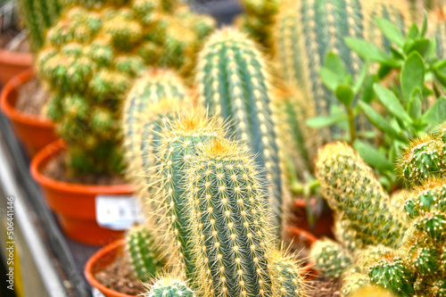 Amazing cactus varieties. Trendy cactus plants