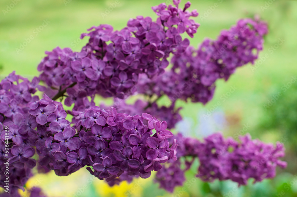 Branch of purple lilac against the background of green grass and leaves. Lilac in the park Branch of purple lilac against the background of green grass and leaves. Lilac in the park