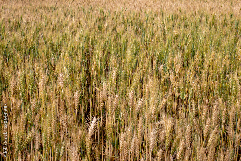 Fototapeta premium Photo of golden barley field