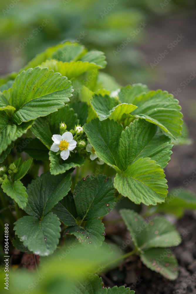 Photo of a flowering strawberry bush in the garden. Photo of a flowering strawberry bush in the garden.