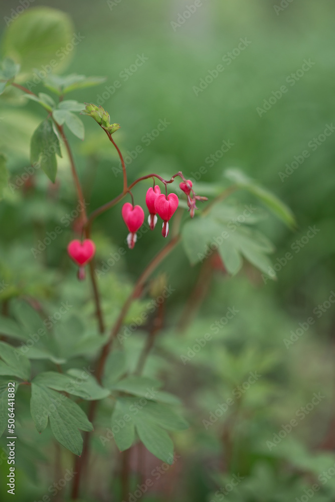 Photo of flowers in the form of a heart. Photo of flowers in the form of a heart.